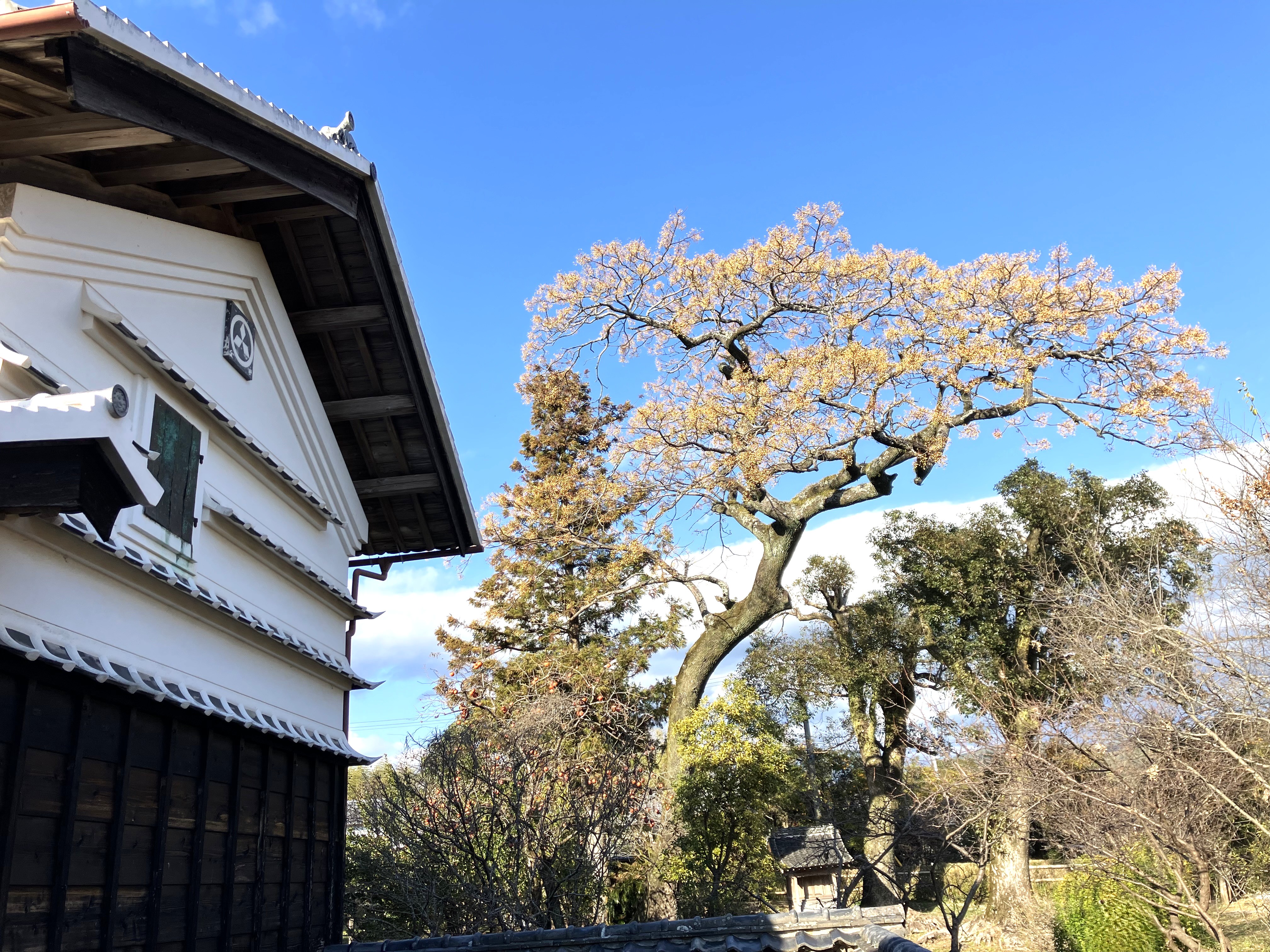 畠中会長お墓参り②