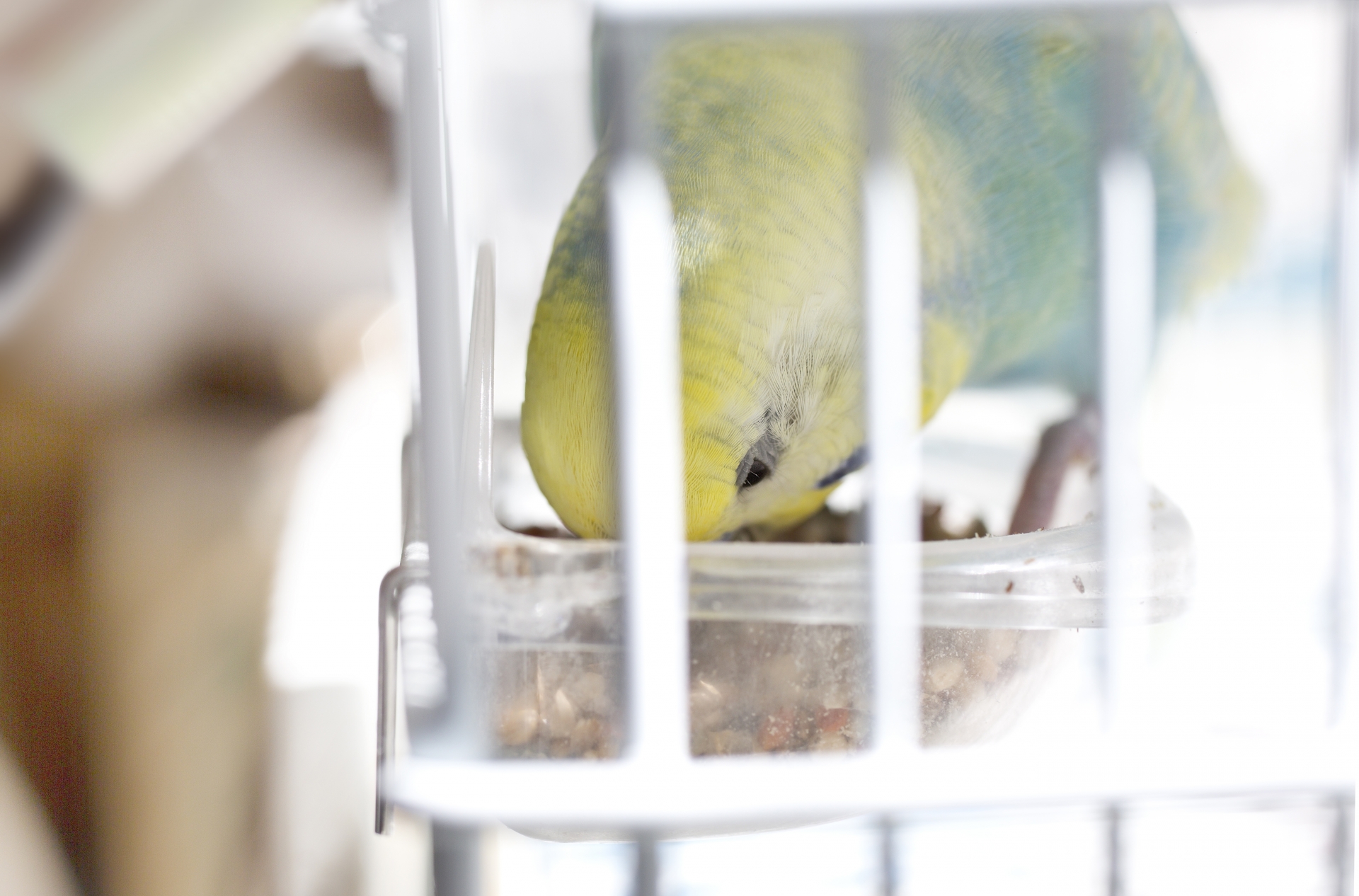 小鳥へのタヒボの与え方