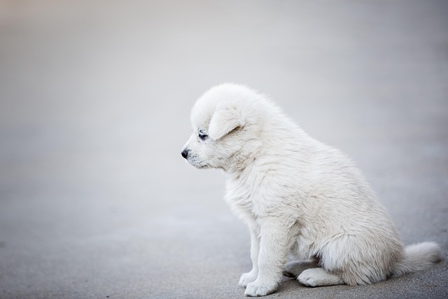 犬に多いがんの例