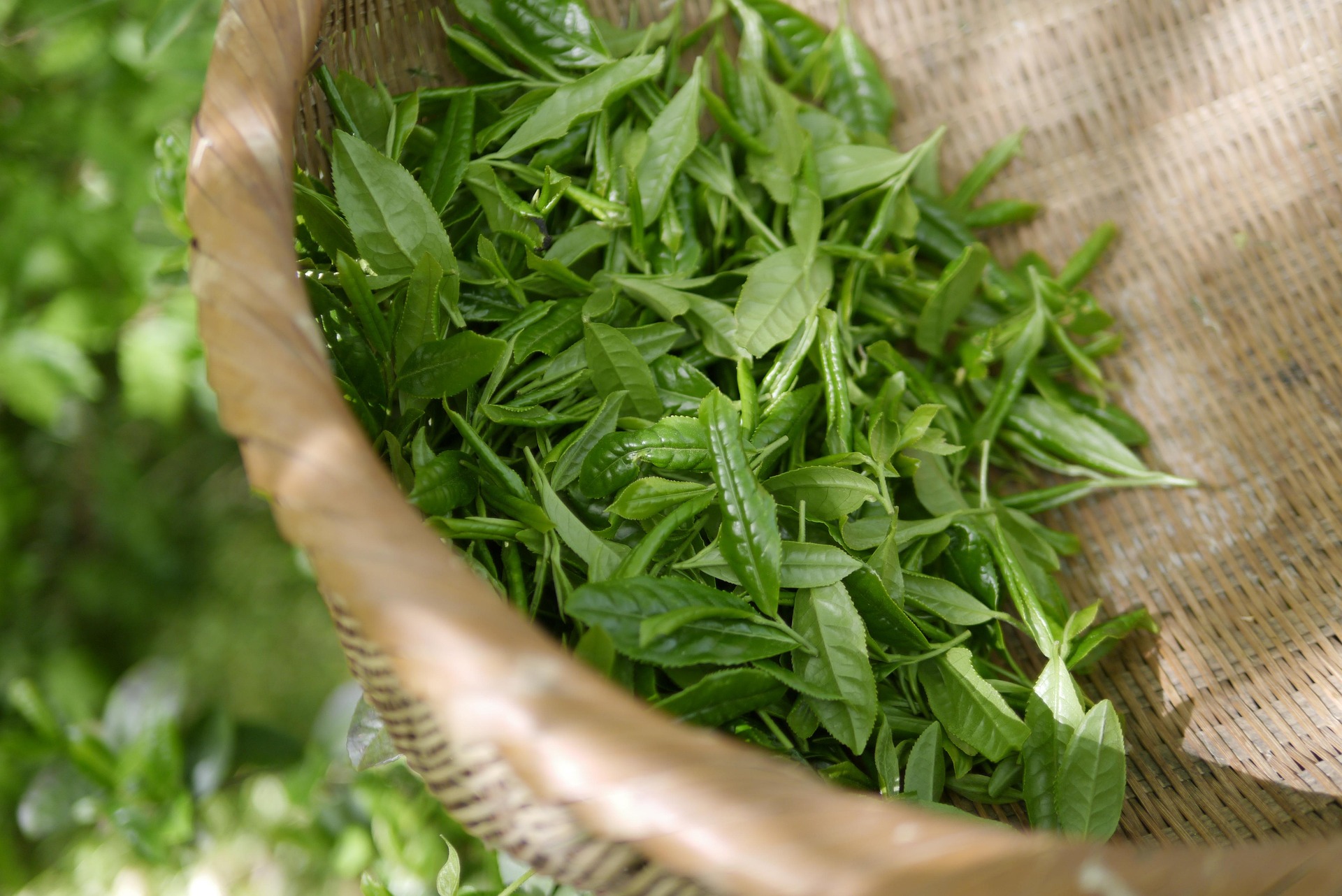 体にいいお茶に含まれる成分