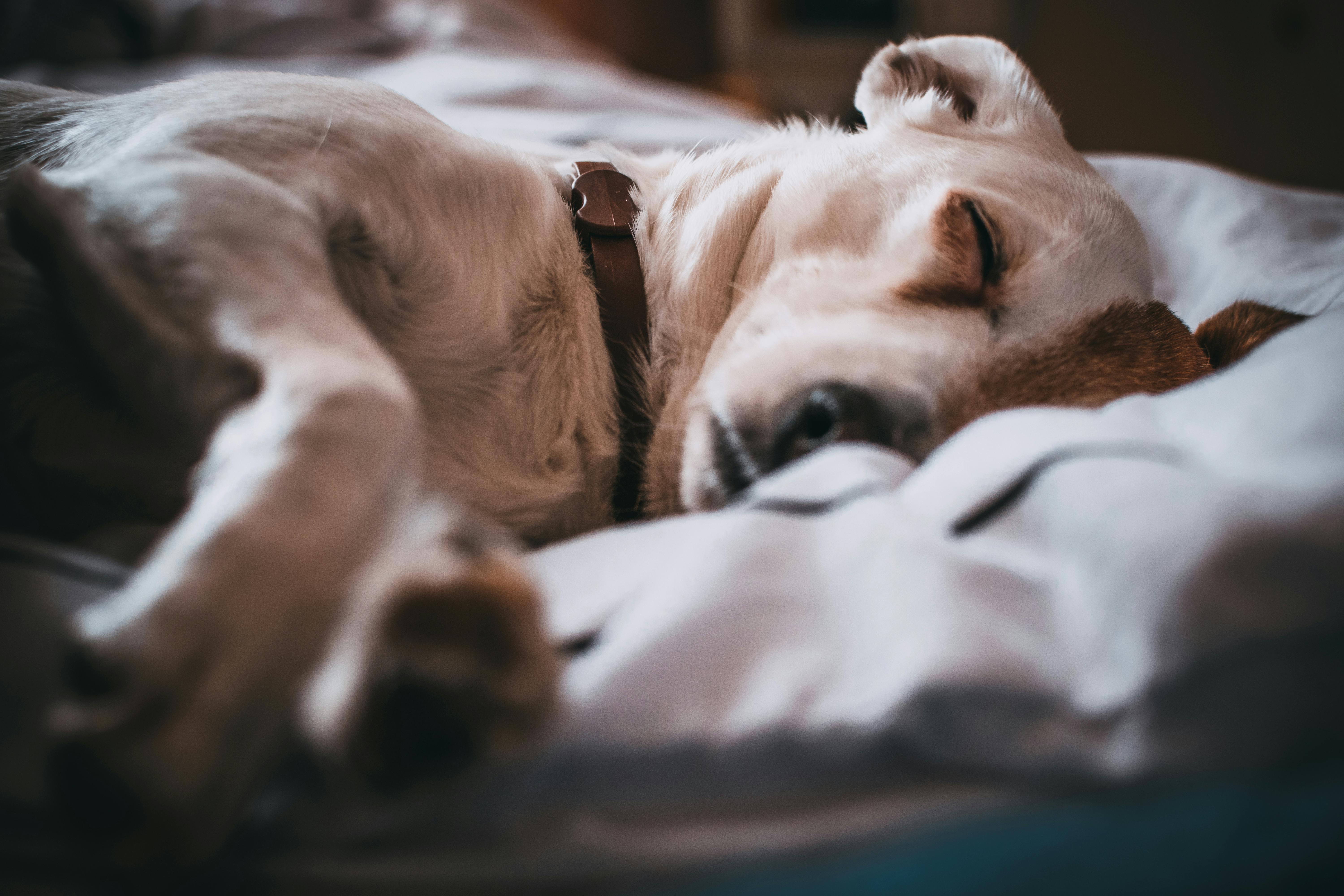 犬に