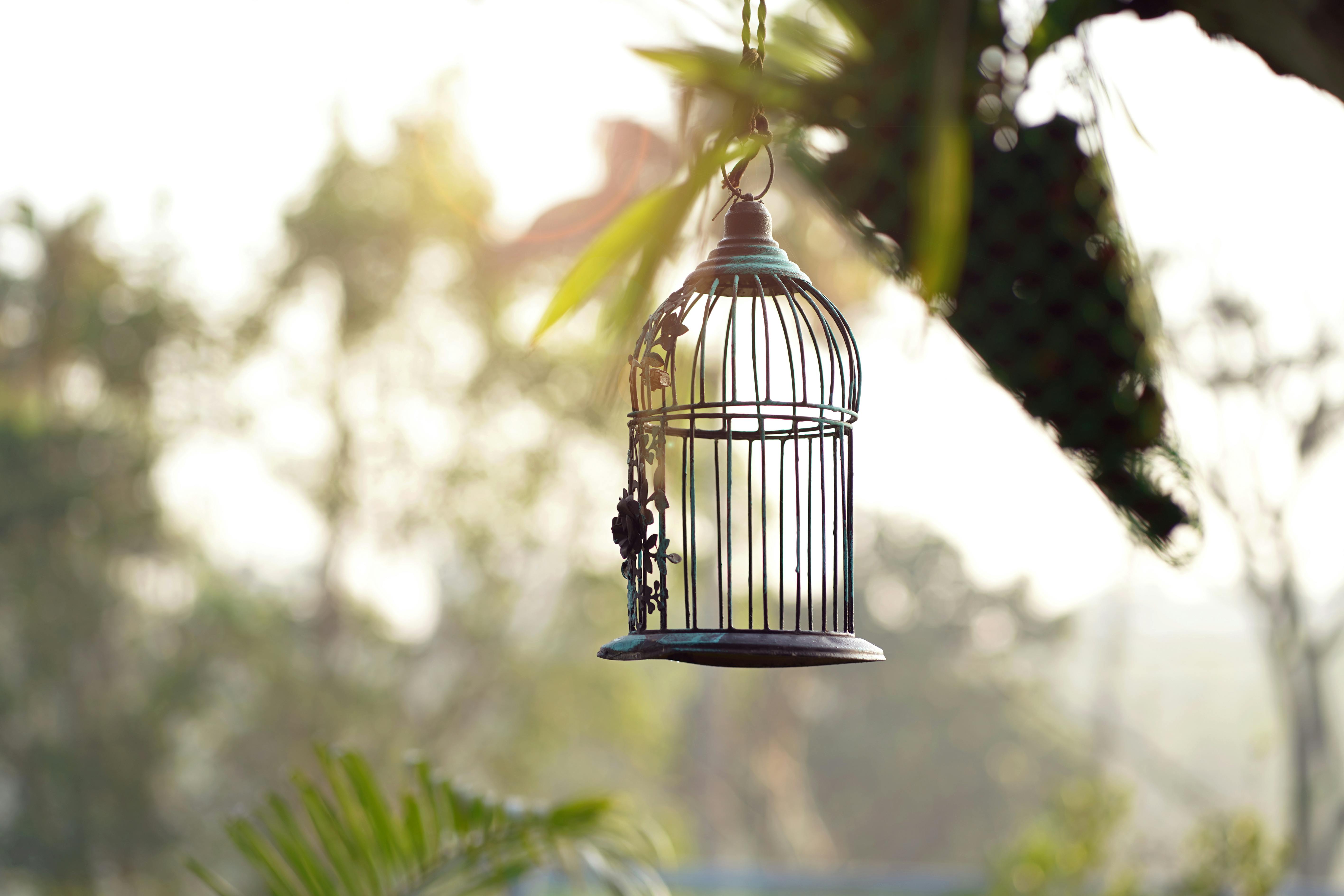 小鳥が発症する主な癌