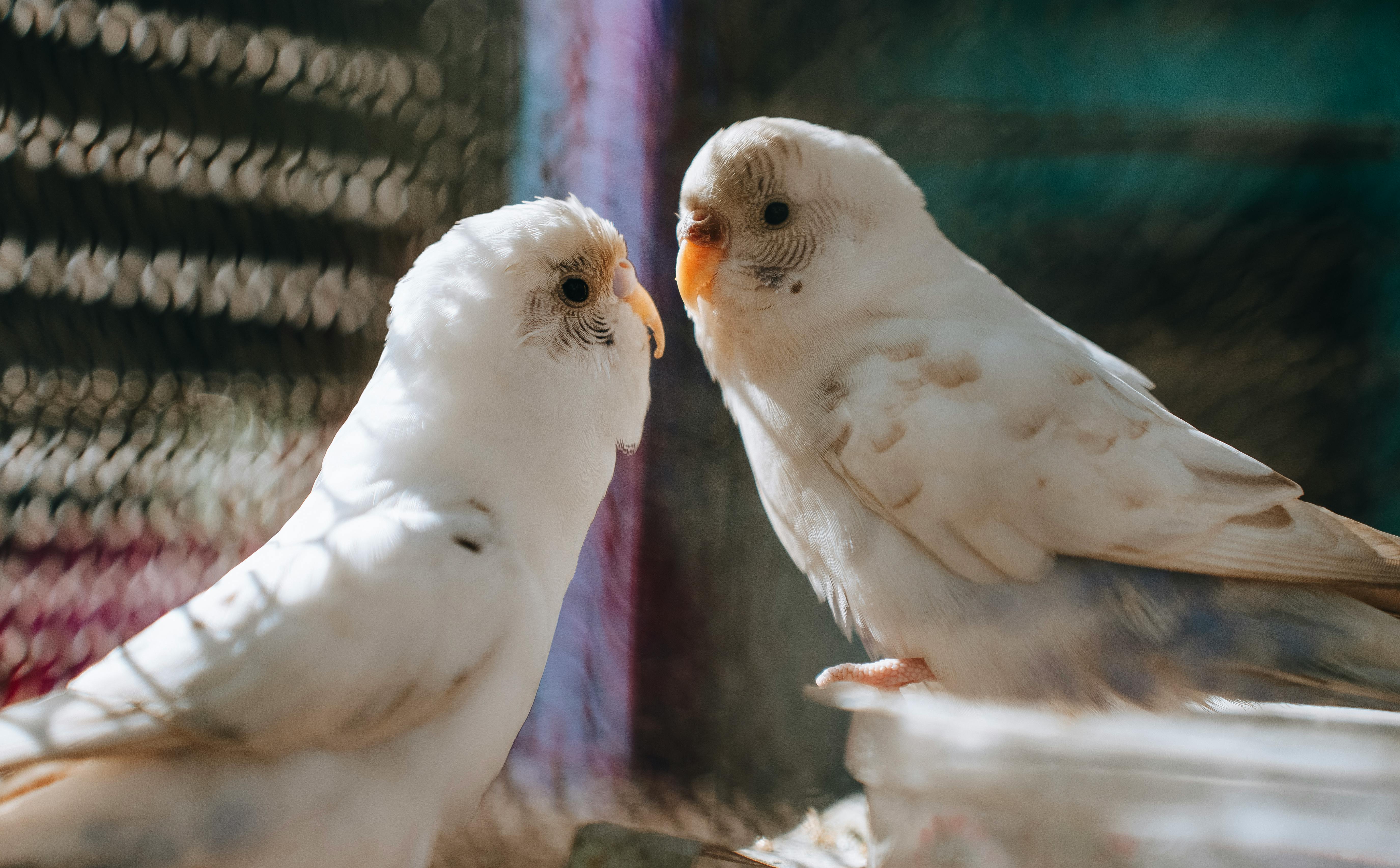 小鳥の体調管理が重要な理由