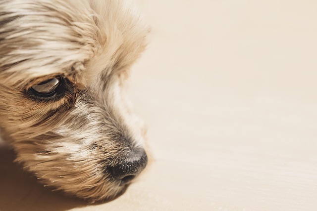 犬のがんの進行スピード